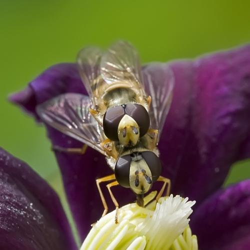 Eupeodes corollae
