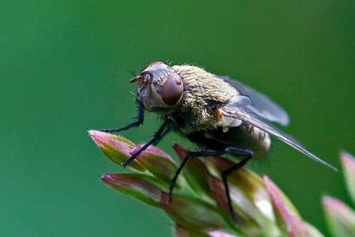 Pollenia sp.