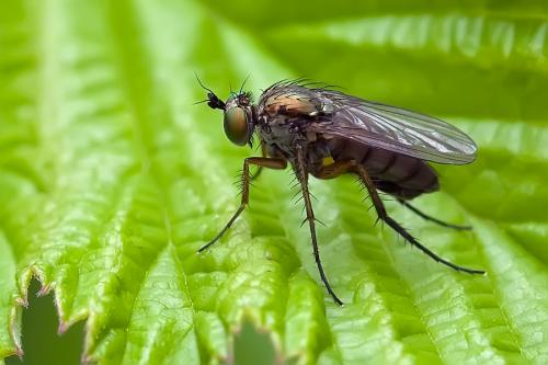 Dolichopus ungulatus