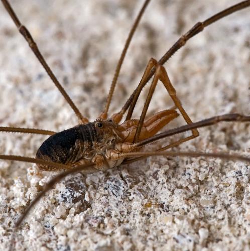 Réf. 81 316 : Phalangium opilio