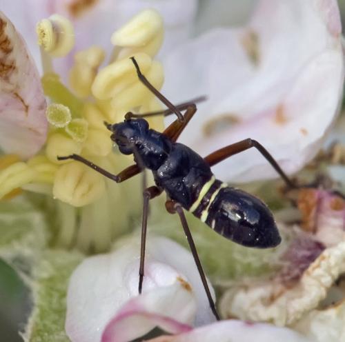 Miris striatus