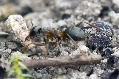 Formica cunicularia