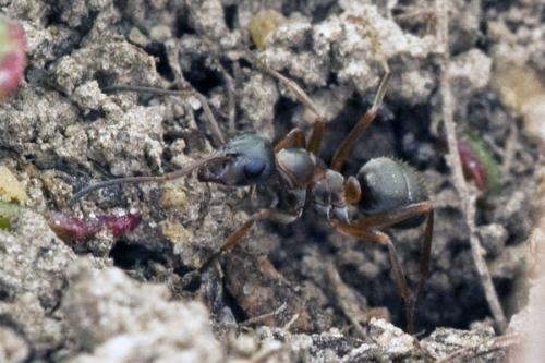 Formica cunicularia