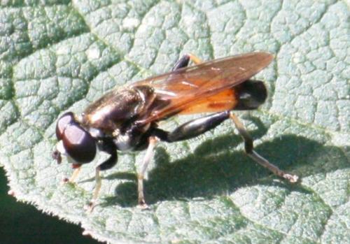 Xylota segnis