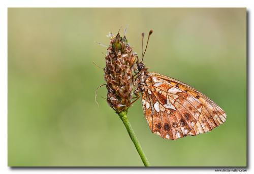 Boloria dia