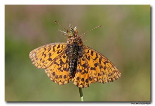 Boloria dia