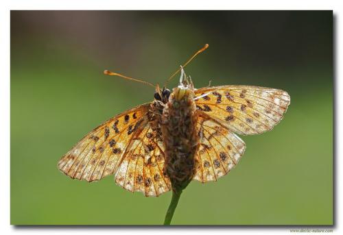 Boloria dia