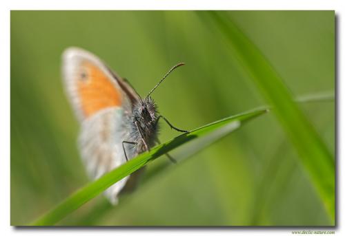 Réf. 81 398 : Coenonympha pamphilus