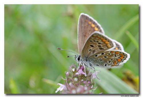 Polyommatus icarus