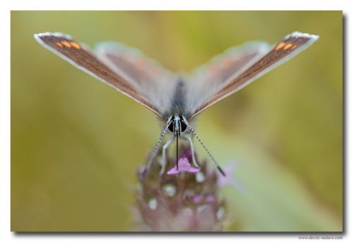 Polyommatus icarus