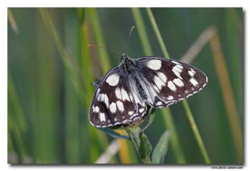 Melanargia galathea