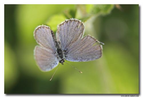 Réf. 81 248 : Cupido alcetas