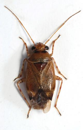 Camptozygum aequale