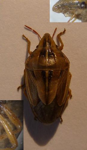 Réf. 81 603 : Aelia rostrata rostrata