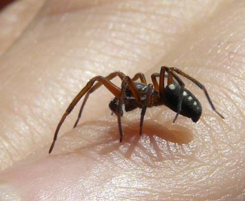 Nurscia albomaculata