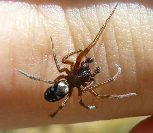 Nurscia albomaculata