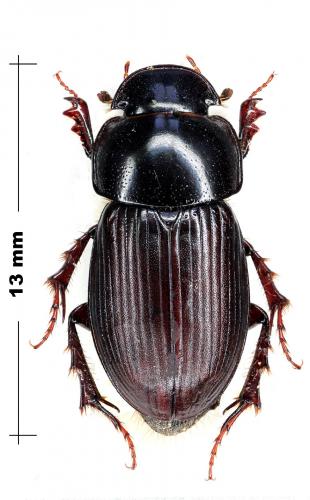 Acrossus siculus