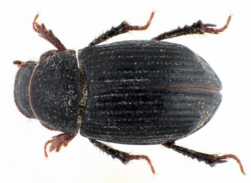Psammoporus mimicus