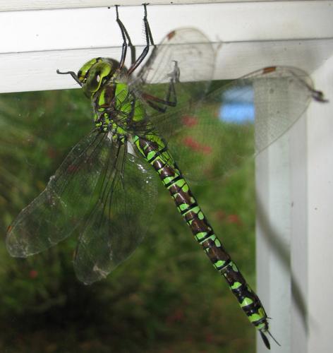 Aeshna cyanea