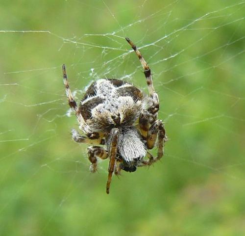 Réf. 81 520 : Agalenatea redii