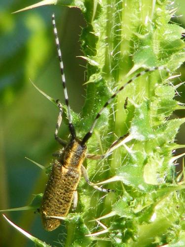 Agapanthia villosoviridescens