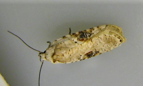 Réf. 81 083 : Agonopterix alstromeriana
