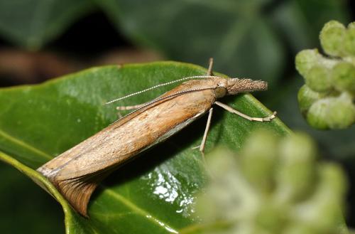 Réf. 81 951 : Agriphila tristella