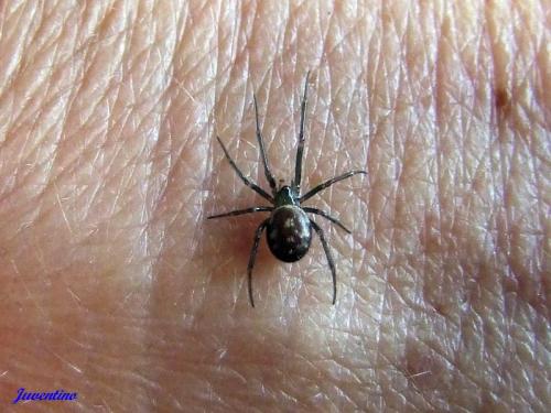 Steatoda grossa
