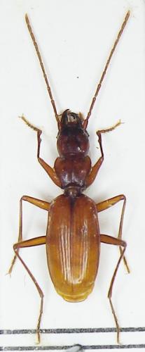 Allegrettia boldorii