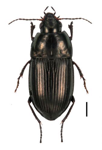 Amara lunicollis