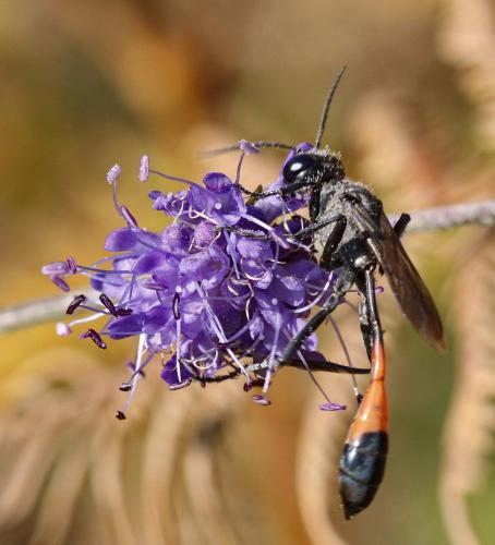 Ammophila sabulosa