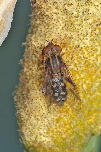 Anasimyia contracta