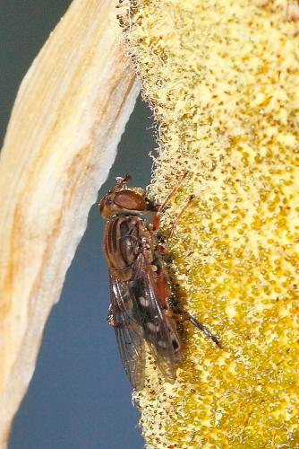 Anasimyia contracta