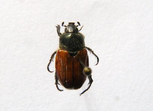 Anisoplia sp.