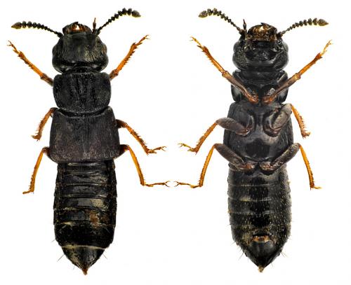 Réf. 81 075 : Anotylus sculpturatus