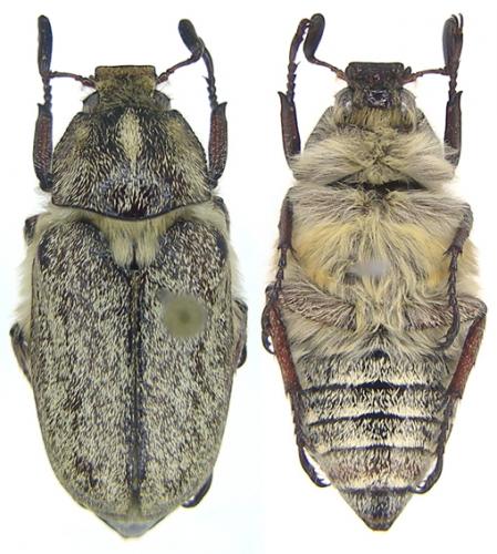 Anoxia caphtor