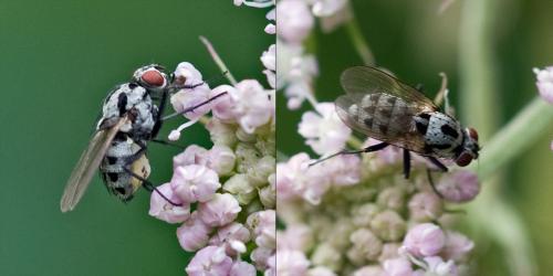 Réf. 81 809 : Anthomyia sp.