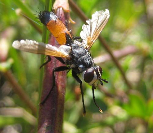 Réf. 81 845 : Cylindromyia sp.