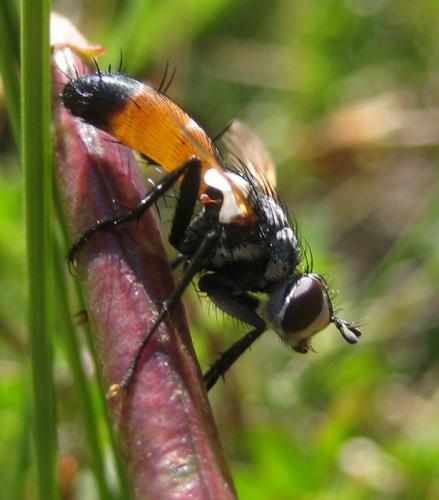 Réf. 81 846 : Cylindromyia sp.