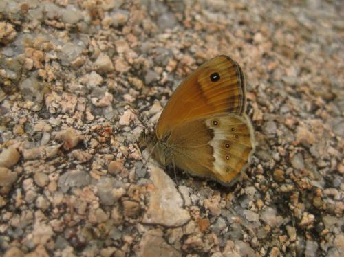 Coenonympha dorus