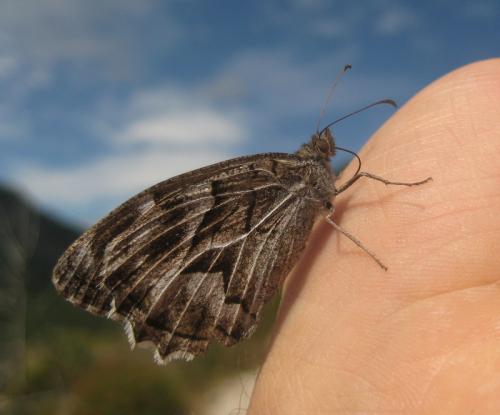 Réf. 81 720 : Hipparchia fidia