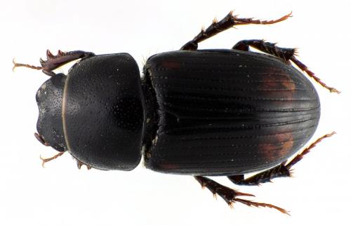Phalacronothus quadrimaculatus