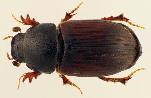 Sigorus porcus