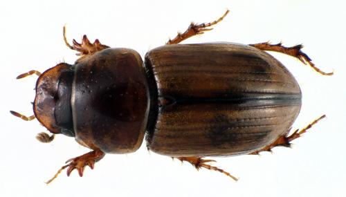 Réf. 81 806 : Labarrus lividus