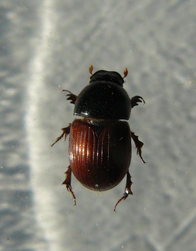 Rhodaphodius foetens