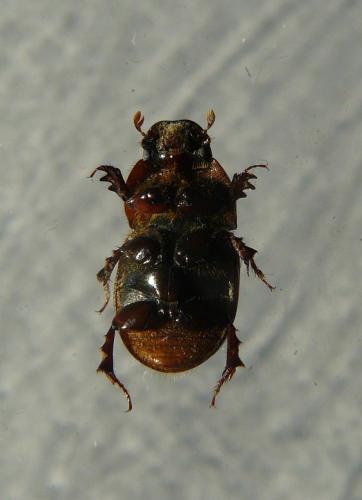 Rhodaphodius foetens