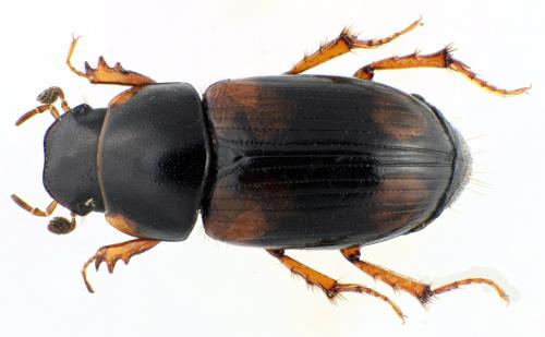 Eudolus quadriguttatus