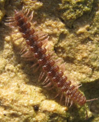 Réf. 81 574 : Polydesmus angustus