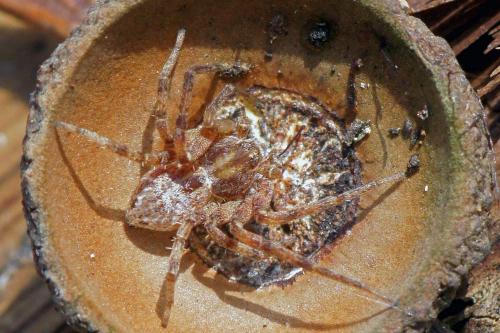 Philodromus sp.