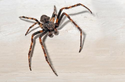 Réf. 81 342 : Nuctenea umbratica